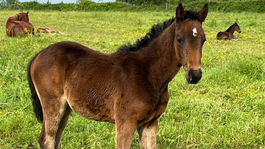 Naissance de Olympe des Torons