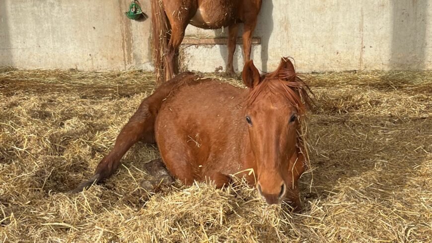 Naissance de Opale des Torons