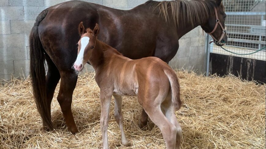 Naissance de Oskar des Torons